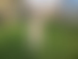 Willow | Golden Retriever | Redondo Beach, CA | In Training