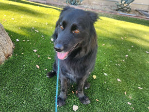 German Shepherd/Husky Mix Training | Marley | Santa Clarita, CA