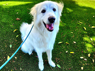 Leo | Great Pyrenees | Temple City, CA | In-Training