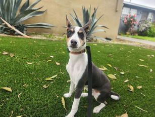 Frida | Basenji | Venice, CA | In Training