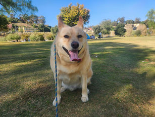 Alfie | Mixed Breed | Thousand Oaks, CA | In Training