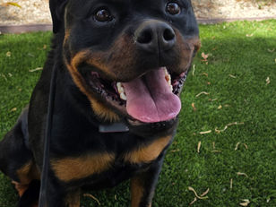 Fiona | Rottweiler | Pasadena, CA | In Training