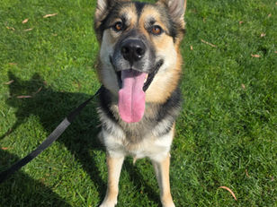 Radler | German Shepherd/Husky Mix | Los Angeles, CA | In Training
