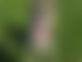 Radler | German Shepherd/Husky Mix | Los Angeles, CA | In Training