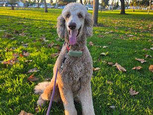 Hakku | Standard Poodle | Carson, Ca | In Training