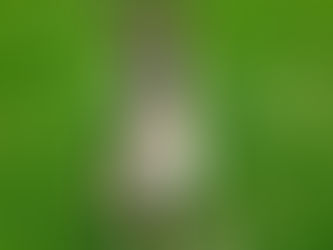 Mali | German Shepherd | Santa Monica, CA | In Training