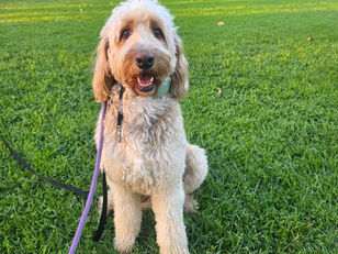 Bear | Goldendoodle | Victorville, CA | In Training