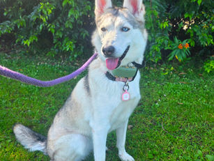 Foxy | Husky | Santa Monica, CA | Boarding
