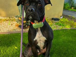 Dax | Boxer Mix | Palmdale, CA | In Training