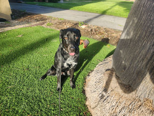 Kirby | Australian Shepherd Mix | 
El Monte, CA | In Training