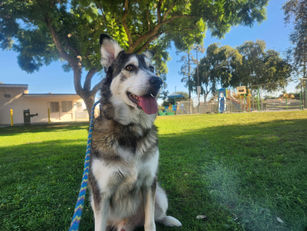 Rocky | Husky Mix | Cypress, CA | In Training