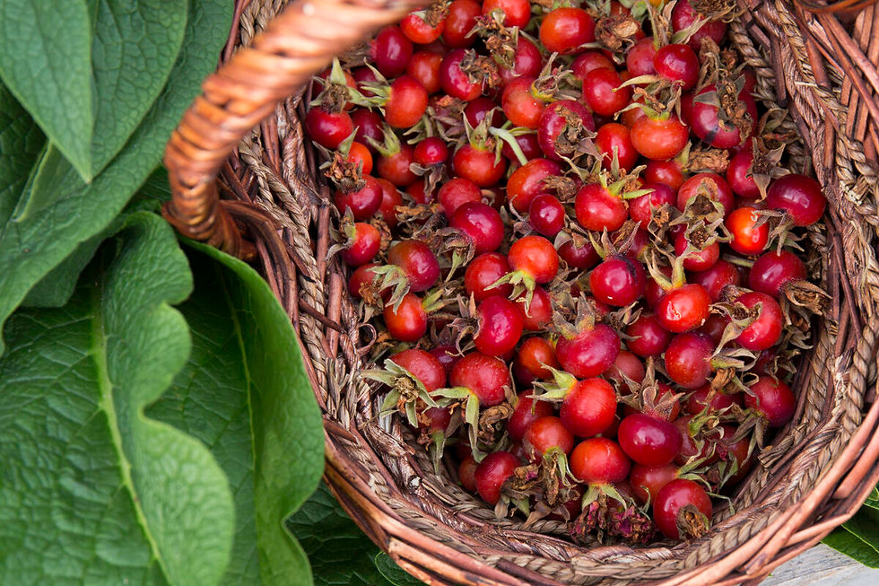 Thumbnail: ROSE HIPS