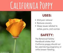 Thumbnail: California Poppy