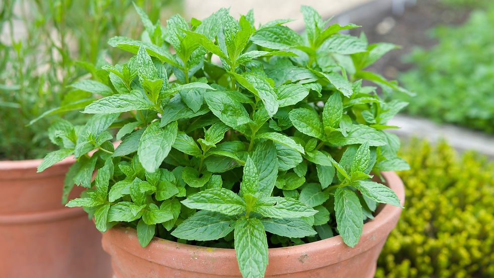 Thumbnail: PEPPERMINT