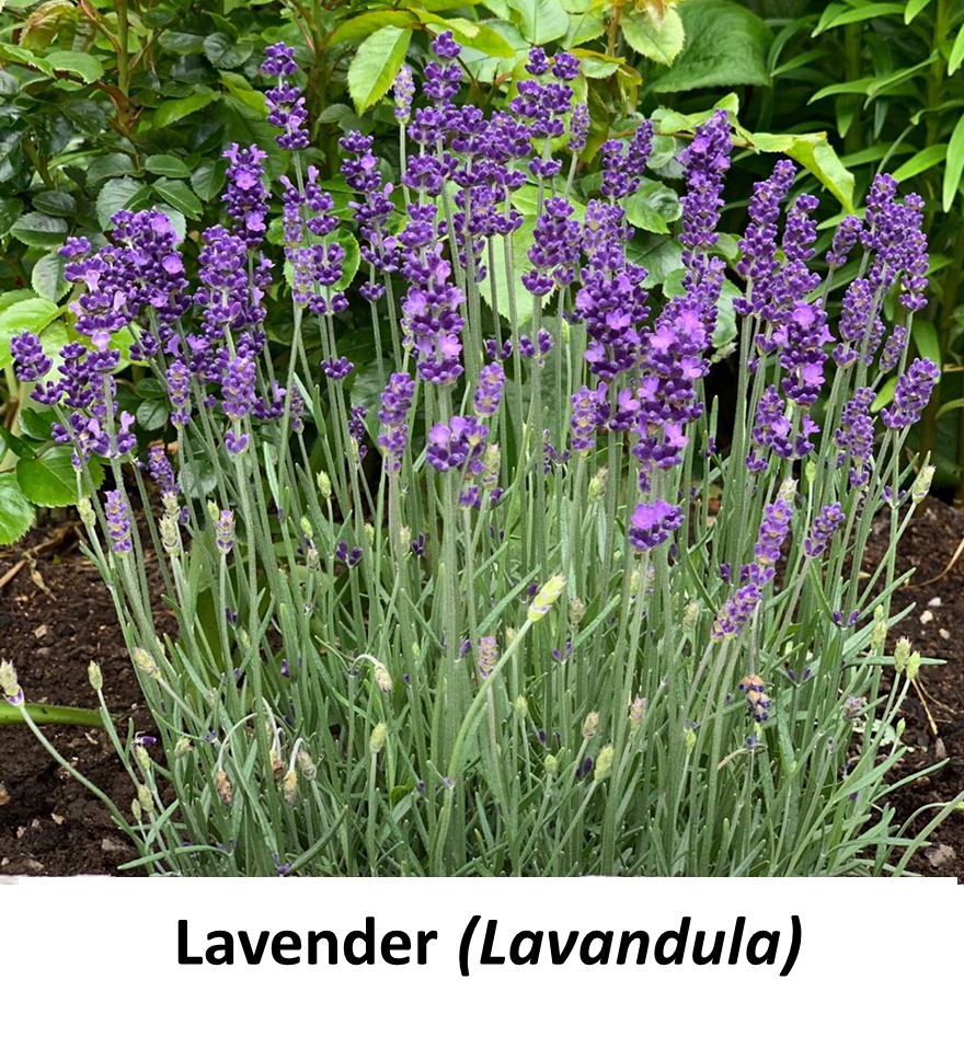 Thumbnail: Chill the F* Out