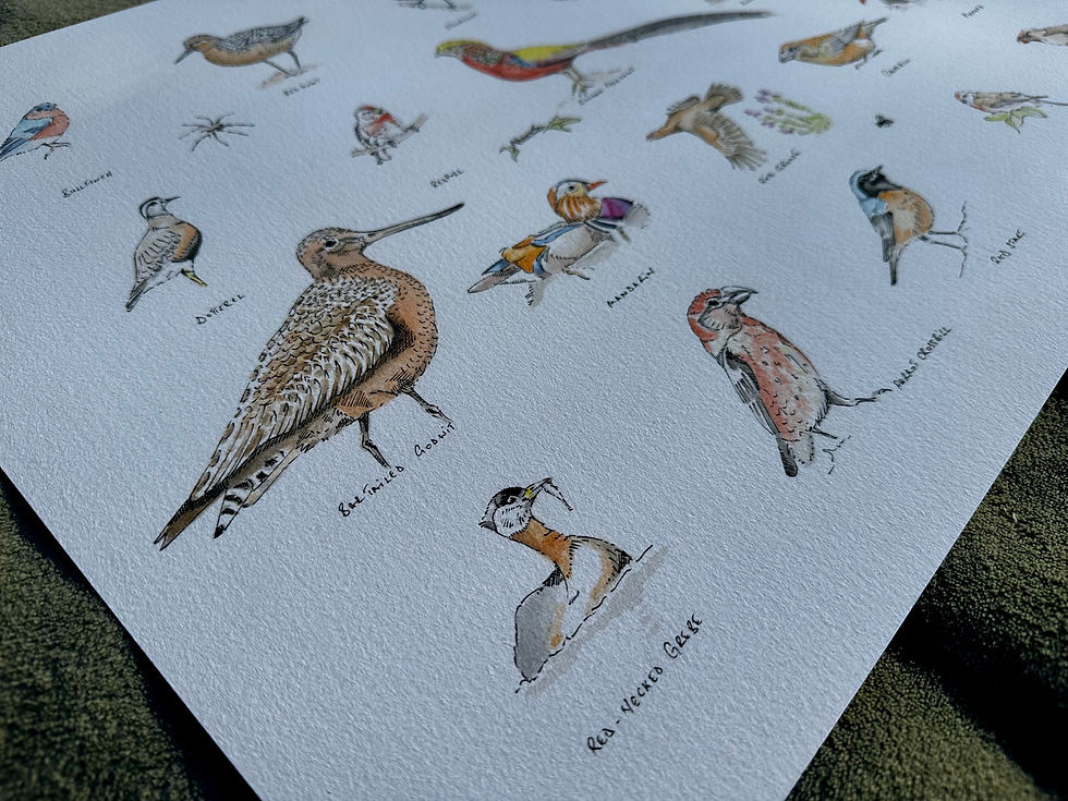 Thumbnail: Birds (Red)