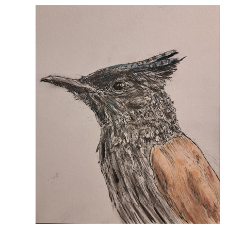 Paradise Flycatcher #4