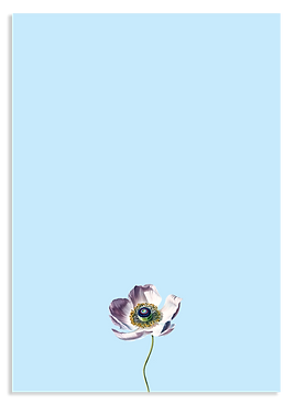 Anemone A4 Block