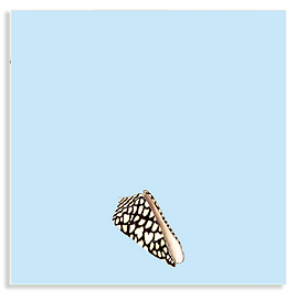 Muschel