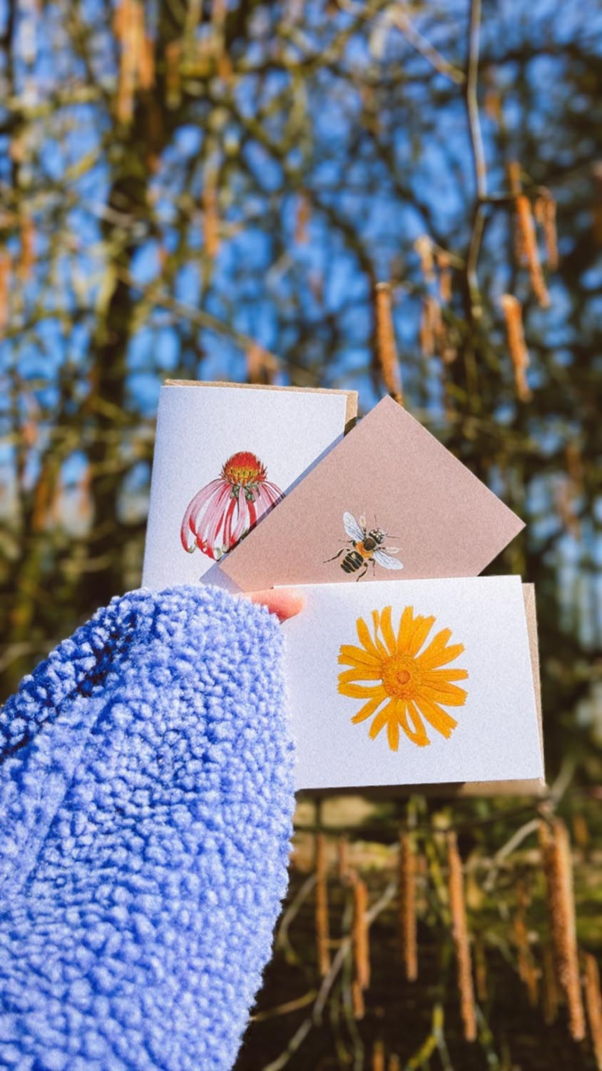 Miniaturbild: Arnica