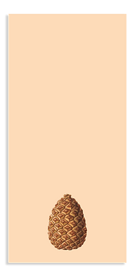 Zapfen