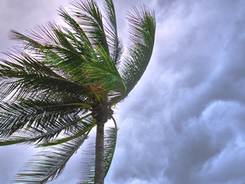 Palm tree blowing in wind before storm