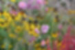 Stauden_Pflanzung_Blumen_Garten-scaled.jpeg