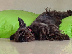 doguito almofadao