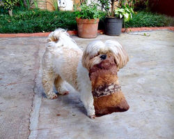 doguito almofadinha