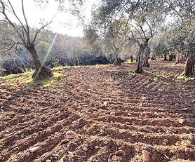 BALIKESİR/EDREMİT  KIZILKEÇİLİ'DE BULUNAN ZEYTİN ARAZİSİ