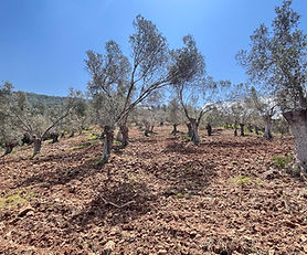 HAVRAN İNÖNÜ'DE YOLA SIFIR ZEYTİNLİK