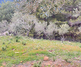 Güre'de Doğa Manzaralı Zeytin Arazisi