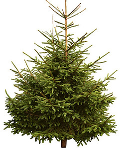 Sapin Epicéa