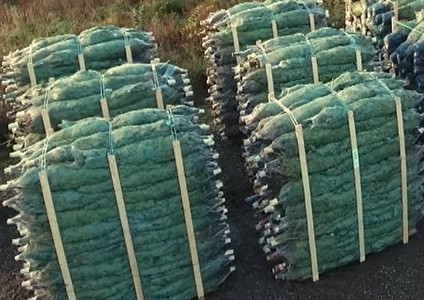 sapins sous filets sur palettes