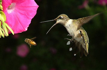 ruby-throated_hummingbird excited.jpg