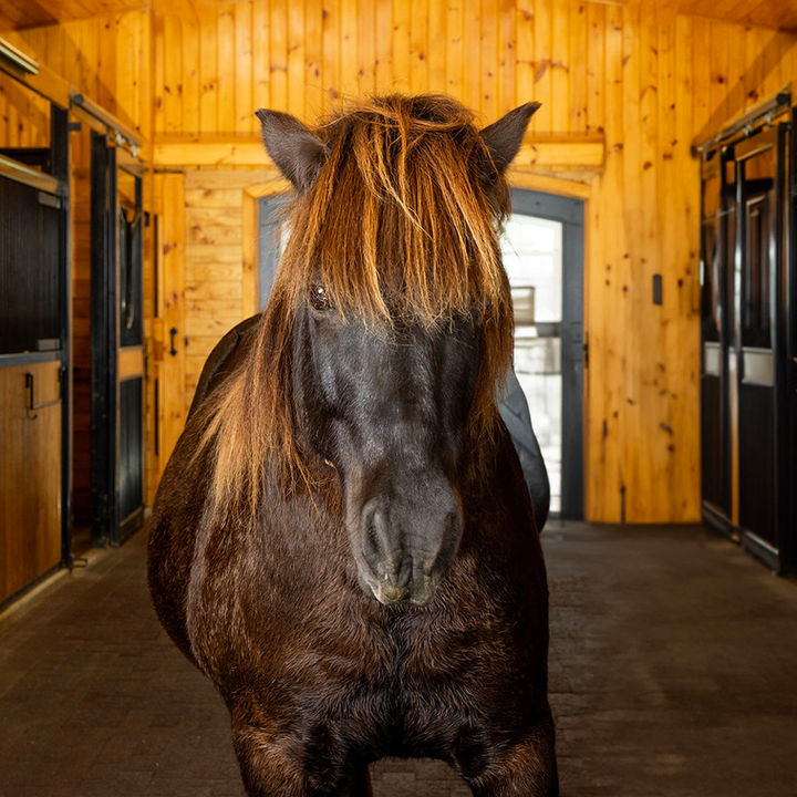 Meet Sorvi | Our Teacher | bewell stables