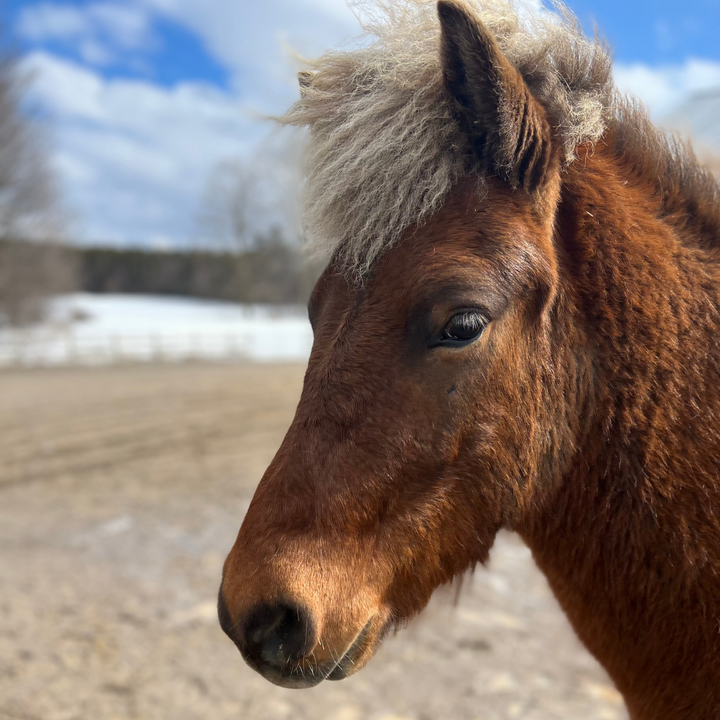 Dani the horse | bewell stables