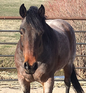 ramone equine assisted learning teacher
