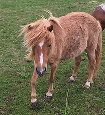 Caro - Equine Assisted Learning Teacher - Equineimity