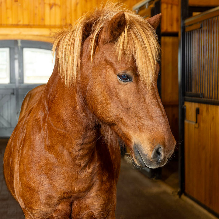 Meet Stjarni | Our Teacher | bewell stables