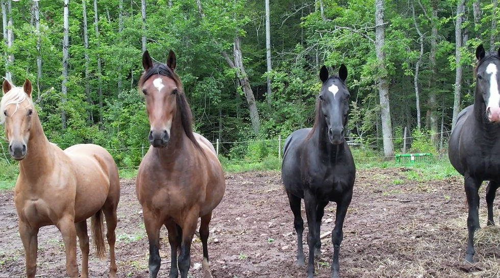 Contact Us - Media & Research - B&B Brigade