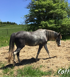 Cotton - Equine Assisted Learning Teacher - Equineimity