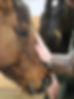Experiential Equine Assisted Learning for at-risk youth, helping students reconnect, build