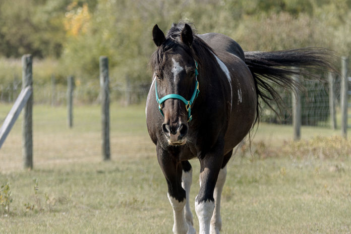 Meet Pontiac: R Connection's Equine Assisted Learning Teacher
