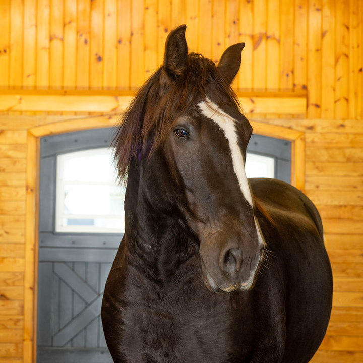 Windsor the horse | be well stables