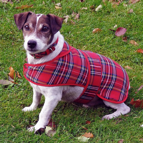 Large Royal Stewart Tartan Dog Coat celticthunderoz