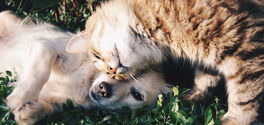 Kat en hond