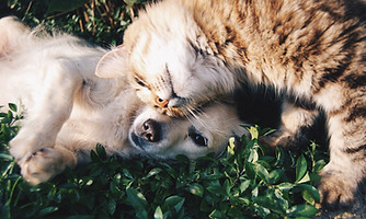 Chat et chien