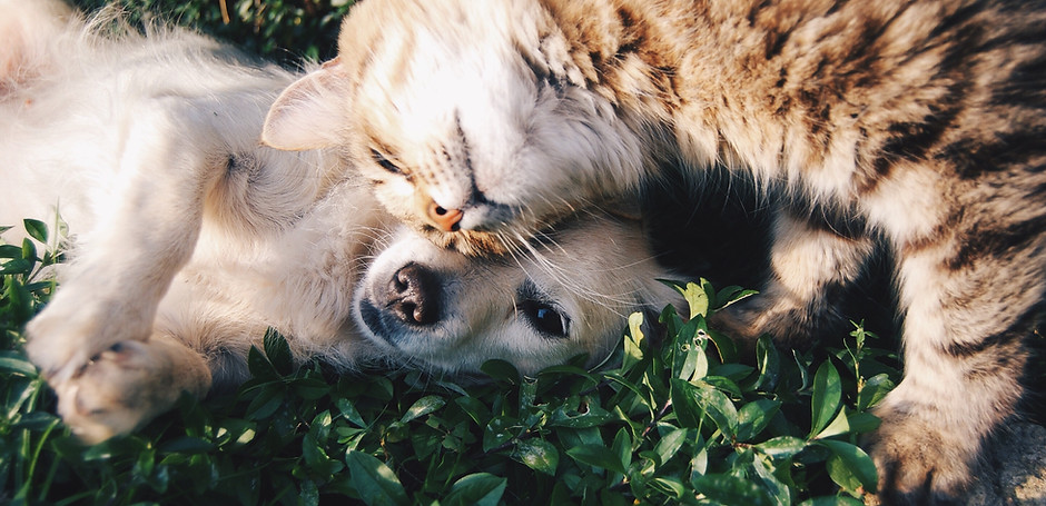 Cat and Dog