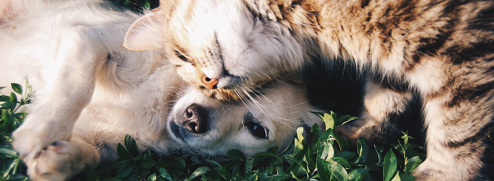 Cat and Dog